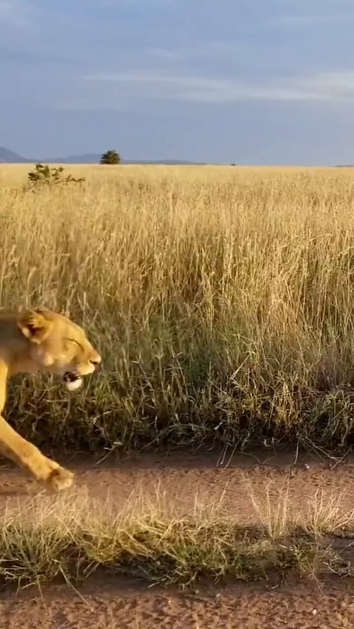 A lioness walking along a track in the Maasai Mara at golden hour